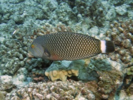 24 Rockmover Wrasse IMG 2860
